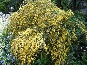kuva keltainen Kukka Scotch Luuta, Broomtops, Yhteisiä Luuta, Euroopan Luuta, Irlantilainen Luuta