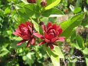 红 甜蜜的灌木，火箭五香粉，草莓灌木，bubby灌木，甜贝特西 园林花卉 照片