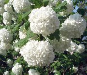 fotografija bela Cvet Evropska Brusnica Viburnum, European Plaz Bush, Guelder Rose