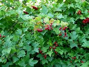 mynd hvítur Blóm European Cranberry Viburnum, European Snjóbolti Bush, Guelder Hækkaði