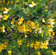 жовтий Карагана Садові Квіти фото
