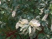 beyaz Tatlı Biber Çalı, Summersweet Bahçe çiçekleri fotoğraf