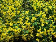 fotoğraf sarı çiçek Mesane Senna