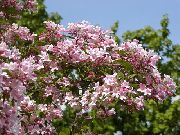 粉红色 美布什 园林花卉 照片