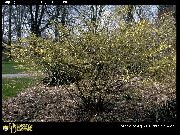 kuva keltainen Kukka Talvella Pähkinäpensas
