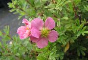 ピンク キジムシロ、低木キジムシロ 庭の花 フォト