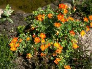 πορτοκάλι Πεντάφυλλο, Θαμνώδης Πεντάφυλλο λουλούδια στον κήπο φωτογραφία