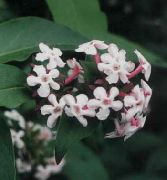 снимка Бяло Forsythia, Корейски Abelia Цвете