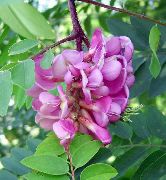 ვარდისფერი ცრუ Acaciaia ბაღის ყვავილები ფოტო