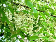 biela False Acaciaia Záhradné Kvety fotografie