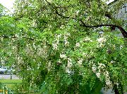 fotoğraf beyaz çiçek Sahte Acaciaia