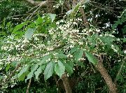  -     -   ,   - Lyonia ovalifolia 