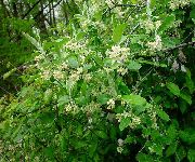 kuva valkoinen Kukka Oleaster, Kirsikka Silverberry, Goumi, Hopea Buffaloberry
