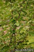 amarillo Acebuche, Silverberry Cereza, Goumi, Buffaloberry Plata Flores del Jardín foto