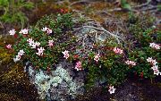 rožinis Gale Azalija, Alpių Azalija Sodo Gėlės nuotrauka