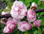 rose Deux Fleurs De Cerisier, La Floraison D'amande  photo