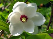  -     -   ,    Magnolia sieboldii.    
