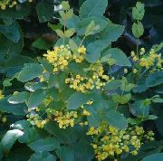 kuva keltainen Kukka Mahonia, Mahonia Holly, Holly Lehtipuumetsien Happomarjapensas