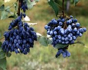 nuotrauka tamsiai mėlyna žiedas Oregonas Vynuogių, Oregonas Vynuogių Holly, Holly Salotinės Raugerškio