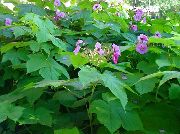  -     -   ,    Rubus odoratus 