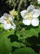 valkoinen Violetti-Kukinta Vadelma, Thimbleberry Puutarhan Kukat kuva