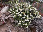 bela Čilski Zelenke Vrtne Rože fotografija