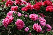 ružový Strom Pivonka Záhradné Kvety fotografie