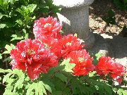 rosso Peonia Albero Fiori del giardino foto