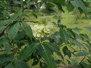 verde Copac Hop, Mirositoare Cenușă, Cenușă Napolitana Gradina Flori fotografie