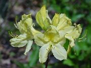 ყვითელი Azaleas, Pinxterbloom ბაღის ყვავილები ფოტო