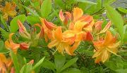 orange Azaleen, Pinxterbloom Garten Blumen foto