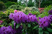 violett Azaleor, Pinxterbloom Trädgård blommor foto