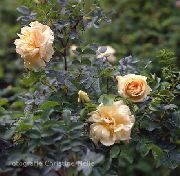  -     -    ( ) , Rosa rugosa Hybride 'Agnes'