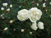 beyaz Gül Bahçe çiçekleri fotoğraf