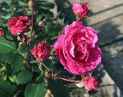 rosa Ro Trädgård blommor foto