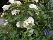 beyaz Polyantha Gül Bahçe çiçekleri fotoğraf
