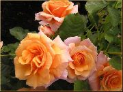 оранжев Polyantha Роза Градински цветя снимка