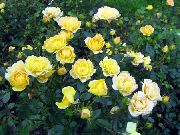 жълт Polyantha Роза Градински цветя снимка