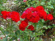 rdeča Polyantha Rose Vrtne Rože fotografija