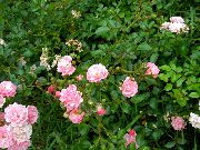 kuva Polyantha Ruusu Kukka