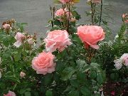 ružový Grandiflora Ruže Záhradné Kvety fotografie
