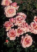 fotografija rožnat Cvet Grandiflora Rose