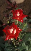 röd Grandi Ros Trädgård blommor foto