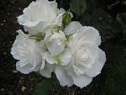 fotoğraf beyaz çiçek Grandiflora Gül