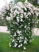 bela Rose Rambler, Plezanje Vrtnico Vrtne Rože fotografija