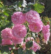 rožinis Išaugo Rambler, Laipiojimo Rožės Sodo Gėlės nuotrauka