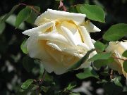 rumena Rose Rambler, Plezanje Vrtnico Vrtne Rože fotografija