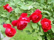 κόκκινος Αυξήθηκε Rambler, Αναρρίχηση Τριαντάφυλλο λουλούδια στον κήπο φωτογραφία
