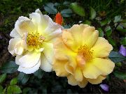 黄 グランドカバーのバラ 庭の花 フォト