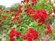 röd Rosen Marktäckare Trädgård blommor foto